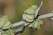 Rumex pulcher ---EM---L.