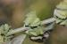 Rumex pulcher ---EM---L.