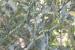 Rumex pulcher ---EM---L.