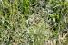 Rumex pulcher ---EM---L.