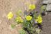 Ranunculus scandicinus---EM--- (Boiss.) P.H.Davis 