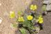 Ranunculus scandicinus---EM--- (Boiss.) P.H.Davis 