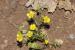 Ranunculus scandicinus---EM--- (Boiss.) P.H.Davis 