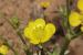 Ranunculus scandicinus---EM--- (Boiss.) P.H.Davis 