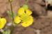 Ranunculus scandicinus---EM--- (Boiss.) P.H.Davis 