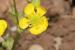 Ranunculus scandicinus---EM--- (Boiss.) P.H.Davis 