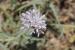 Cephalaria joppensis---EM--- (Rchb.) Coult. 
