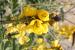 Senna italica ---EM---Mill.