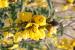 Senna italica ---EM---Mill.
