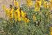 Senna italica ---EM---Mill.