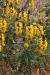 Senna italica ---EM---Mill.