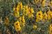 Senna italica ---EM---Mill.