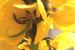 Senna italica ---EM---Mill.